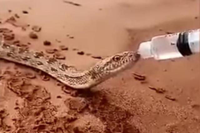 страдающую от жажды змею напоили водой в Саудовской Аравии