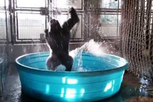 Горилла Зола из техасского зоопарка стала новой звездой YouTube - фото