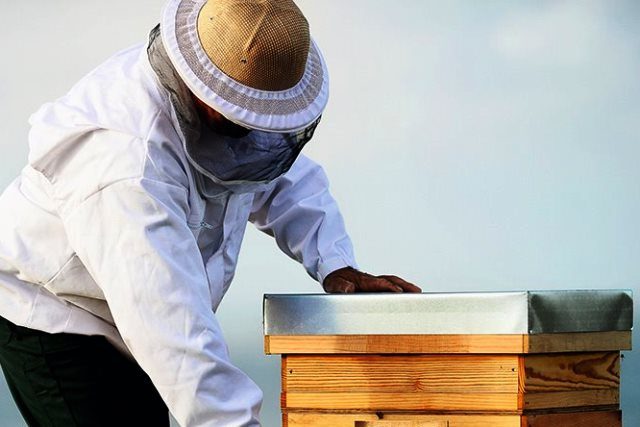 школьник обокрал пчеловода - фото